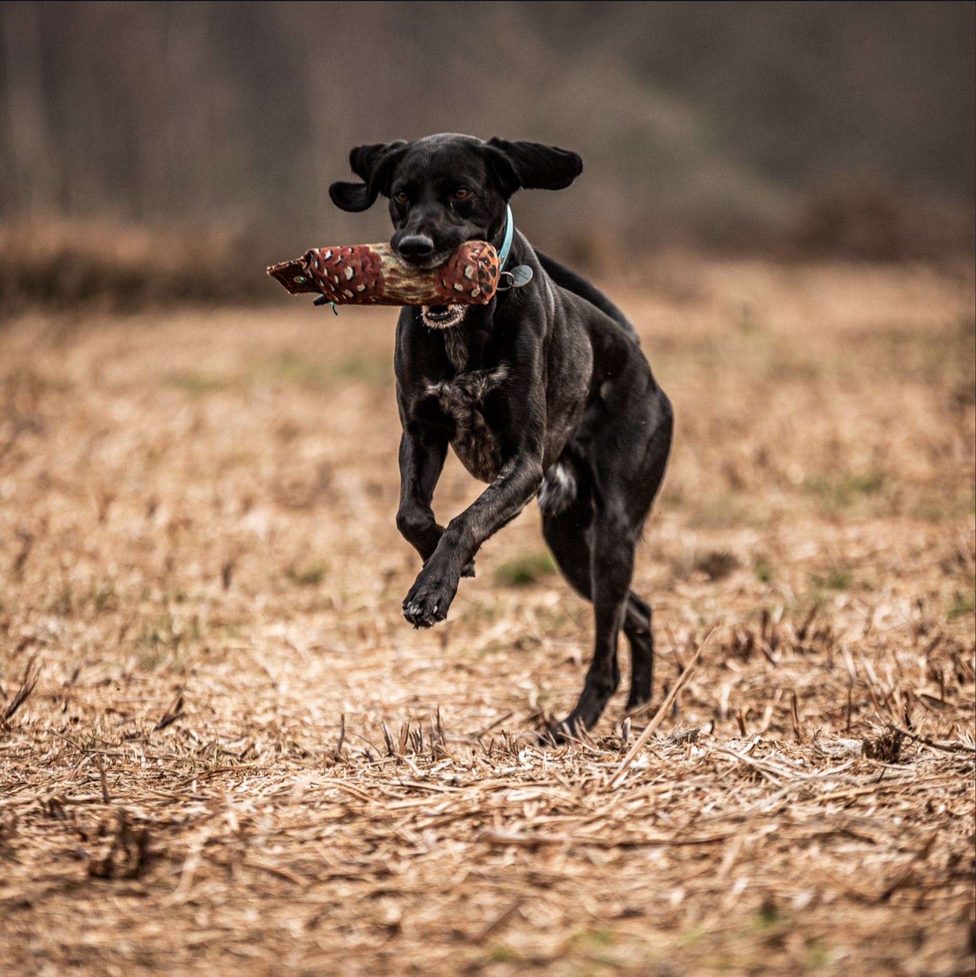 Jasper black German Shorthaired Pointer